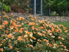 Kalamazoo Garden Design