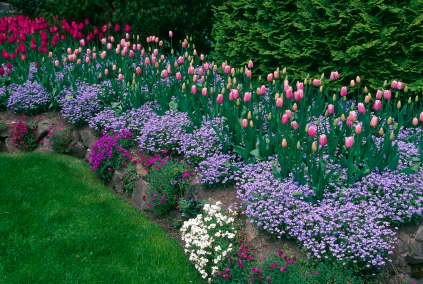 colorful vibrant flowers blooming  landscaping