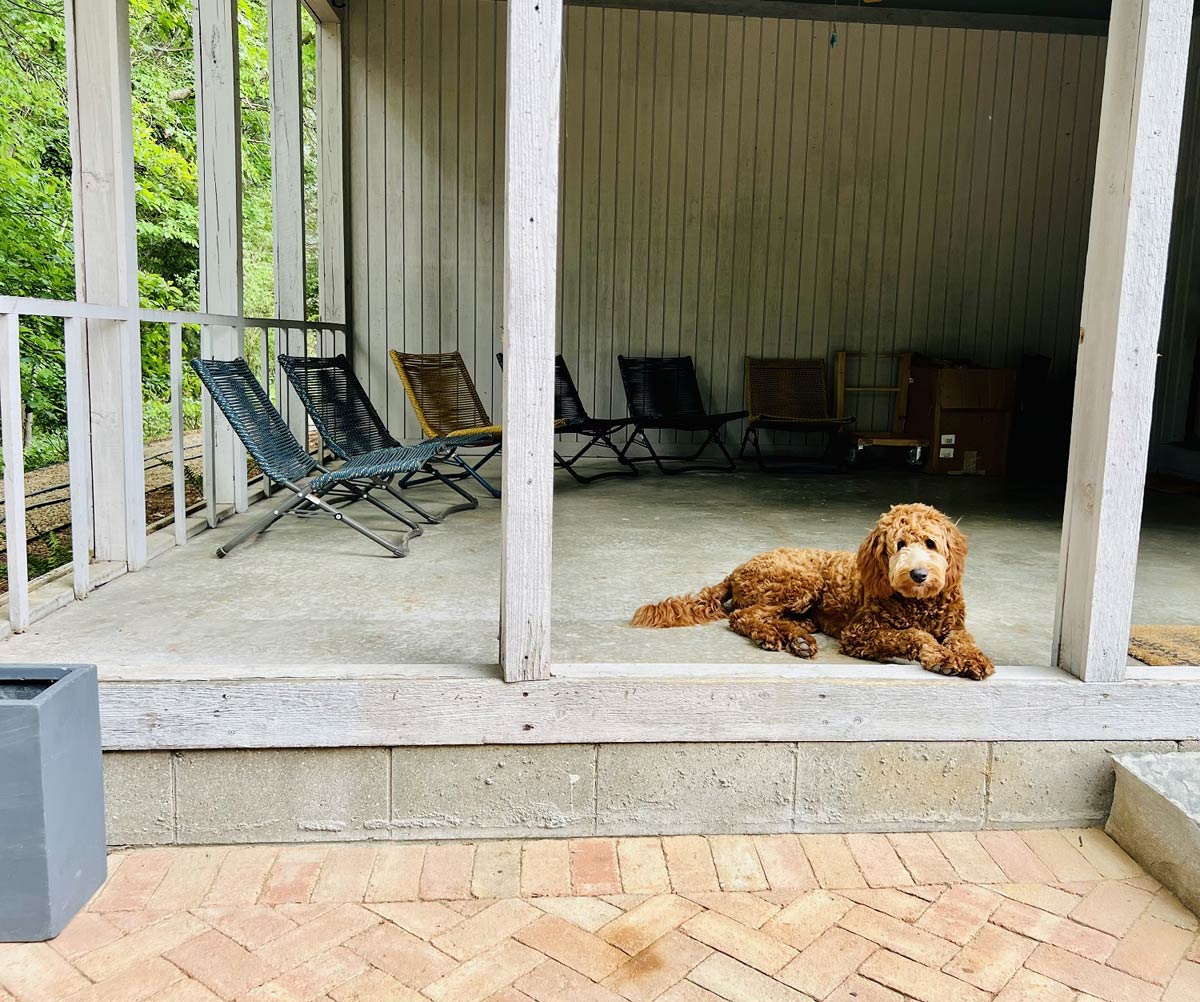 dog lying on porch