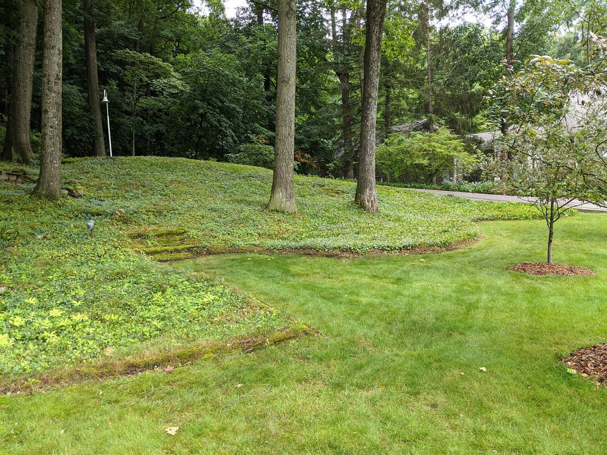 green lawn with slopes and two large trees